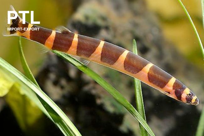 PTL69989 PANGIO JAVANICUS MYERSI